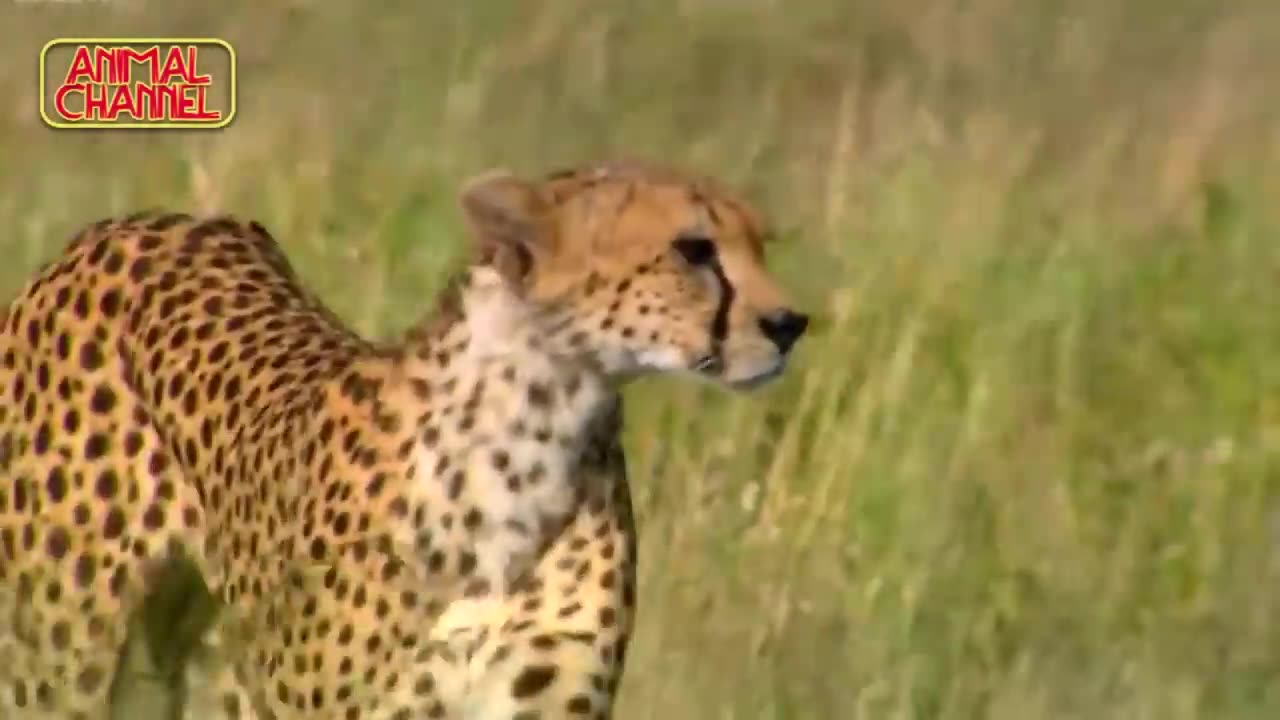 Most Amazing Big Cats Hunting Attack Compilation Cheetah Lions Jaguar Leopard