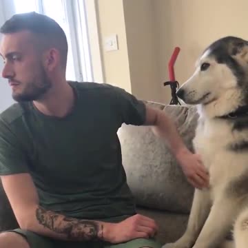 Husky Demands a Lot of Love his from Owner And Husky Gets a Lot of Love from his owner