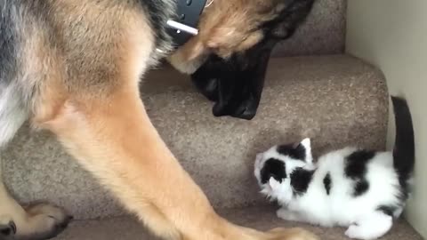 Helpful Pup Carries Foster Kittens Upstairs