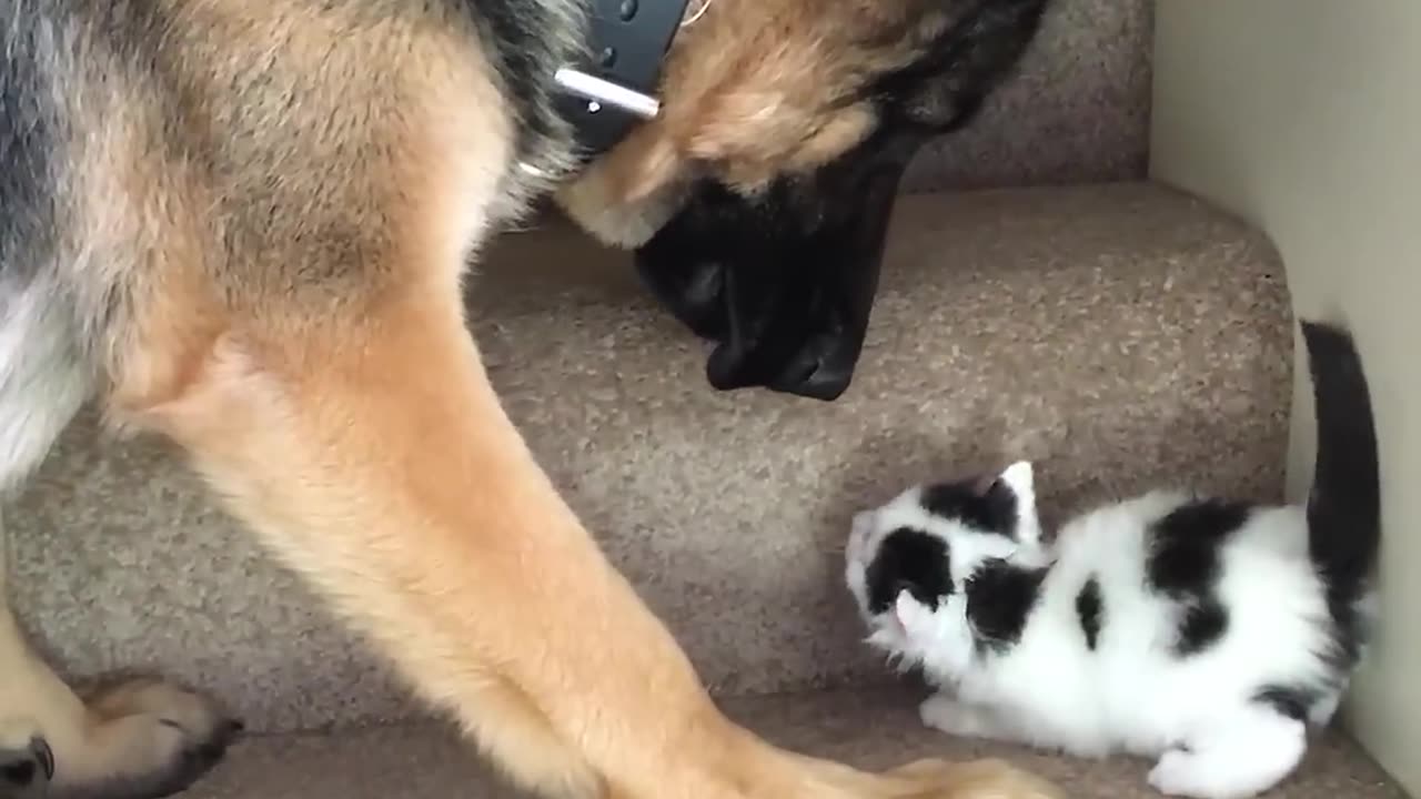 Helpful Pup Carries Foster Kittens Upstairs