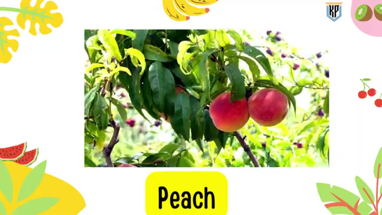 FRUITS NAMES !! LEARN FRUITS PRONUNCIATION IN ENGLISH !! FRUITS VOCABULARY !!!!