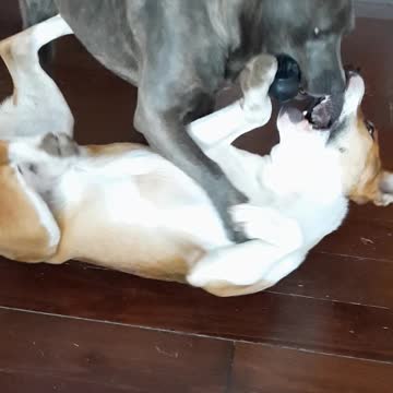 Claire Bear Shares Her Toy