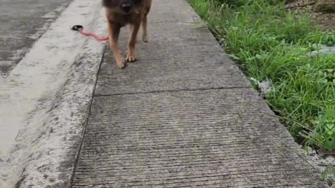Running, walking, playing time!