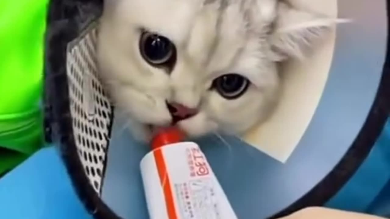 Observe the cats' reaction during the injection