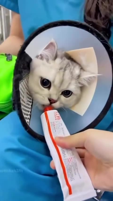 Observe the cats' reaction during the injection
