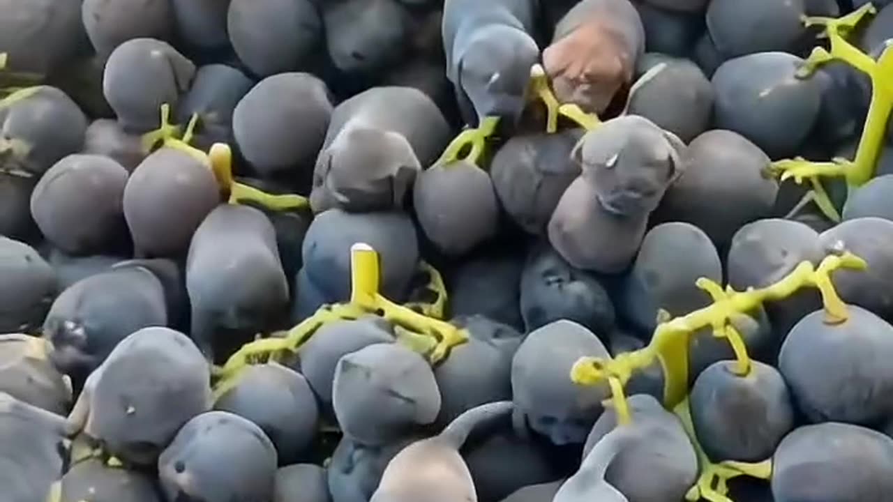 Illusion type videos, grapes or puppies watch carefully