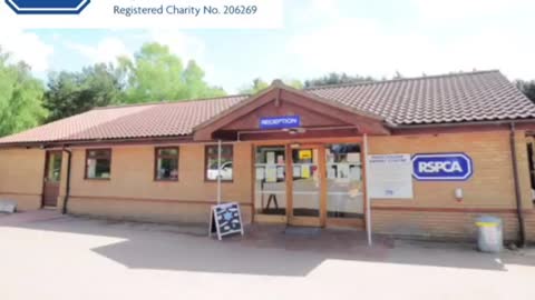 RspCA maartlesham animal centre buster video