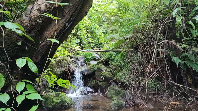 Relaxing Stream Sound - Forest Stream - For Sleeping Study Meditate 1 hour