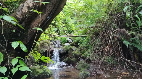 Relaxing Stream Sound - Forest Stream - For Sleeping Study Meditate 1 hour