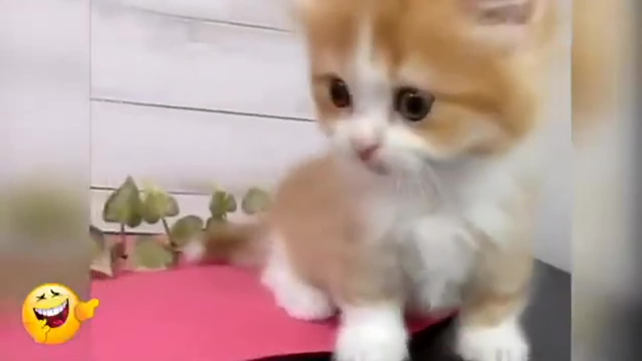 Kitten meows - the BEST compilation ever done! FUNNY and so cute!