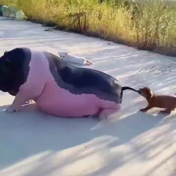 Cute baby animals Videos Compilation cute moment of the animals - Cutest Animals On Earth