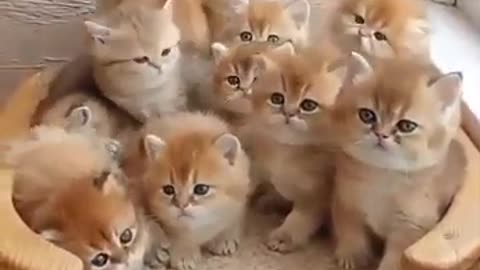 Cutest and Funniest Cats