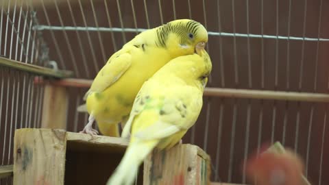 Australian birds mating