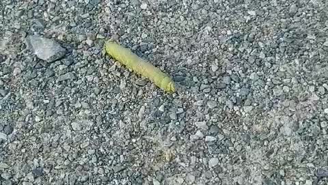 butterfly caterpillar