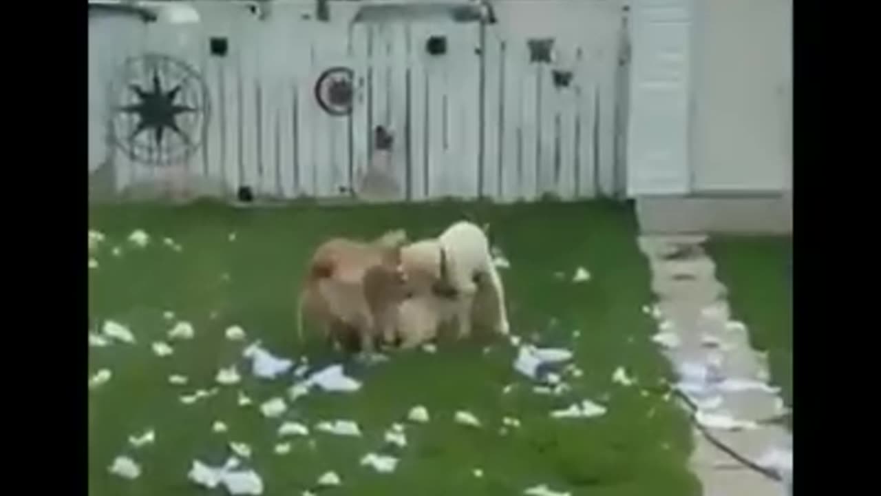 FunnyAnimals