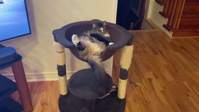 Cat enjoying his cat bucket