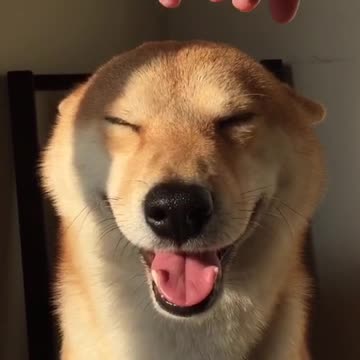 Shiba like head scratches