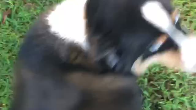 Neo the amazing Australian Shepard