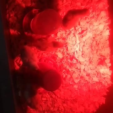 Chicks in a brooder Part 18