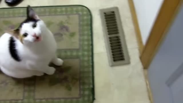 Funny cat video 😂