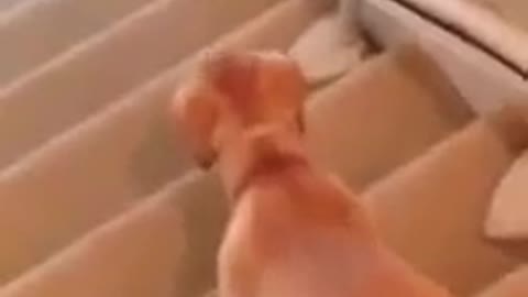 perrito en escaleras