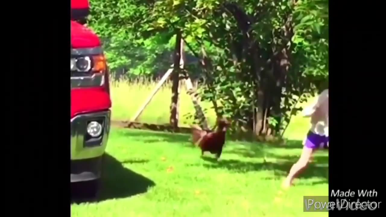 Chicken chasing people