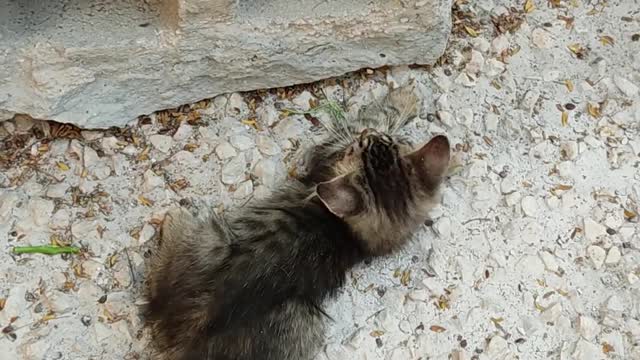 Little kittens are played on the street