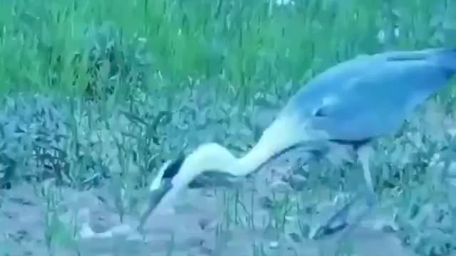 The heron mercilessly swallows the rabbit.