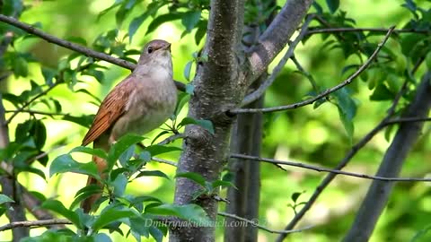Singing nightingale. The best bird song.