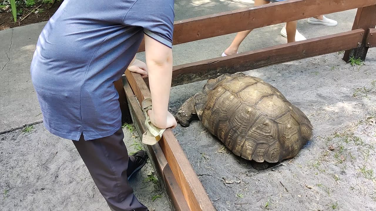 Spencer at Flamingo Gardens turtle VID_20220417_153202