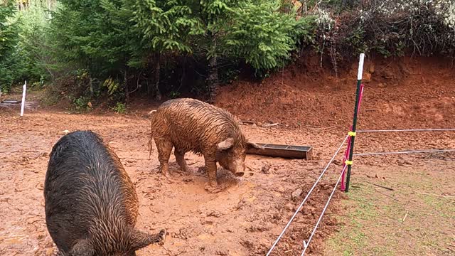 Meet Your Meat: Bear Loves to Get Dirty with the Sows