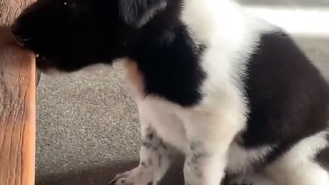 Dogs Being Happy