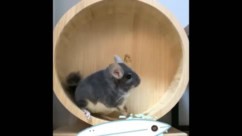 Best Funny Animals