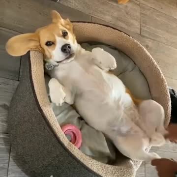 . this is amazing how he does it