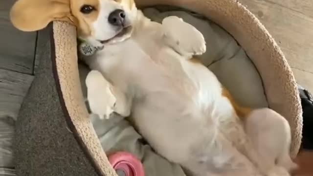 . this is amazing how he does it