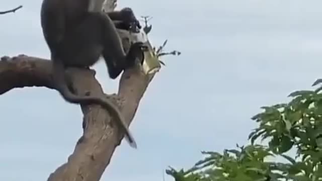 Monkey enjoying alcohol