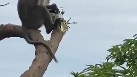 Monkey enjoying alcohol