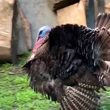 Turkey bird funny dance