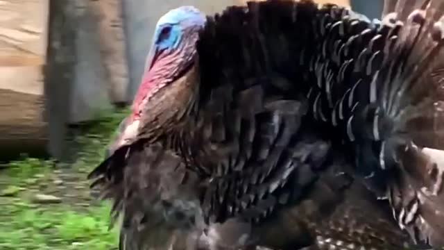 Turkey bird funny dance