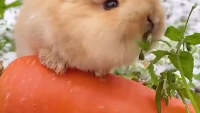 Cute Bunny.