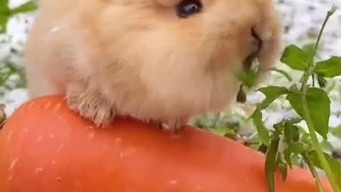 Cute Bunny.