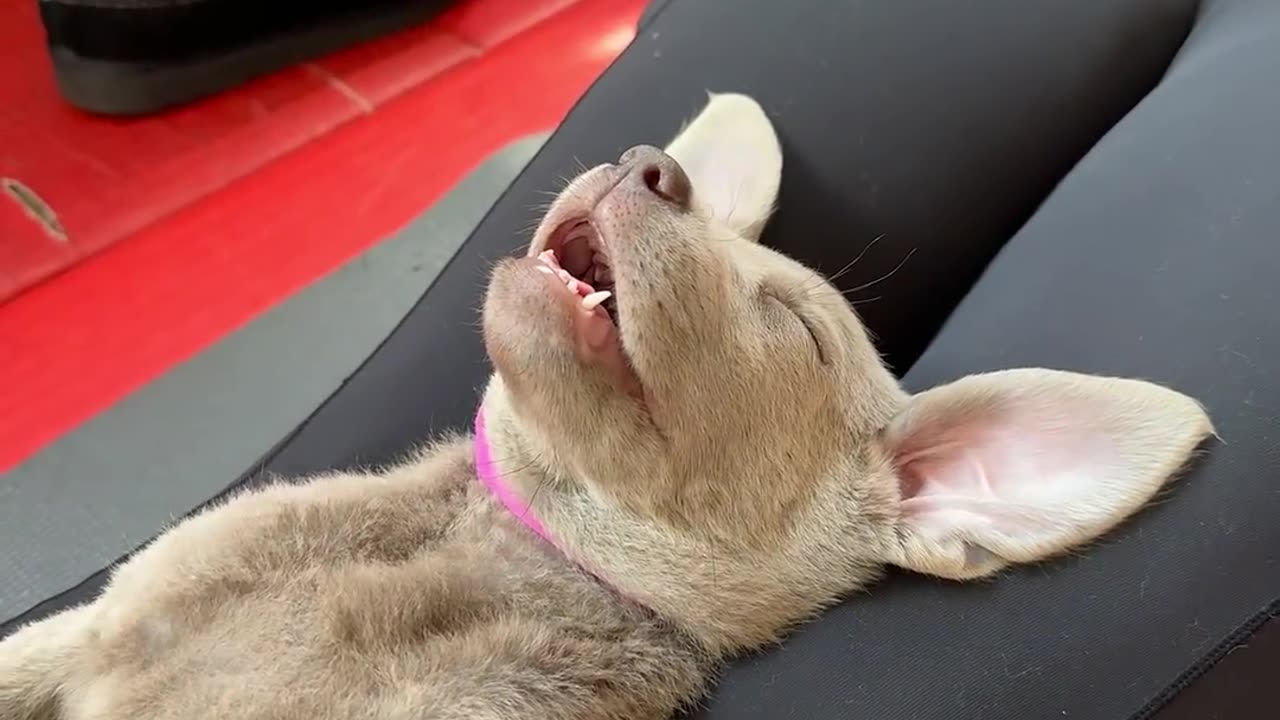 Dog lying down just like it's owner