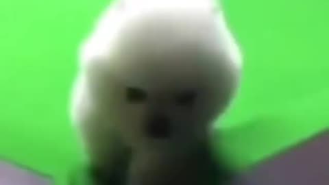 PetLaughterZone - Weeee