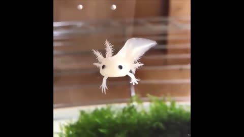 Funny Animal Videos 2024 #1