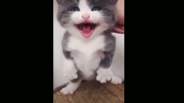 an adorable and very cute cat. cat lovers are definitely excited to see this