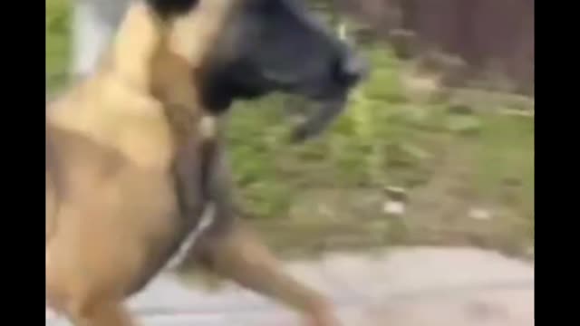 Dog funny video #shorts video dog