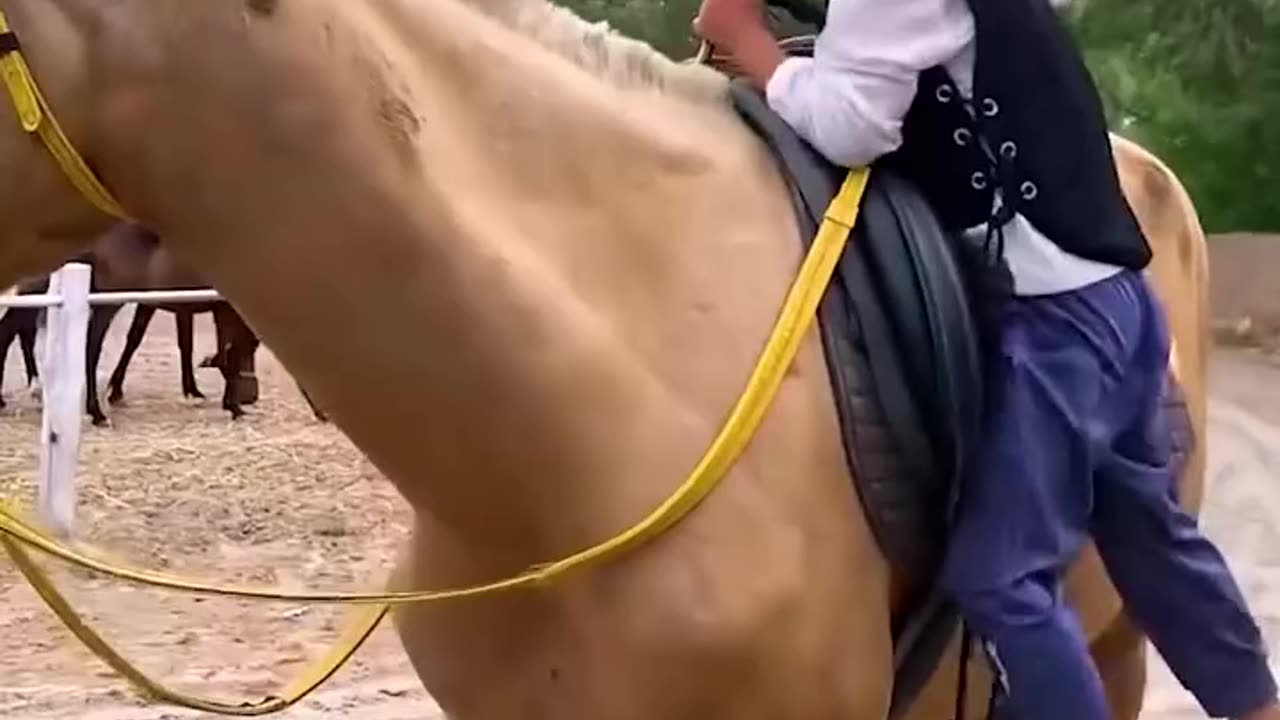"This little guy has the coolest ride to school! 🐎🎒"