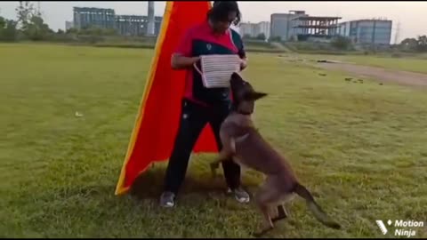 Looking Dog training video