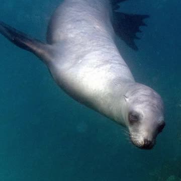 SEA LIONS ENCOUNTER