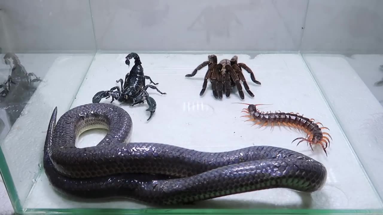 Poison snake vs scorpion vs tarantula vs spider